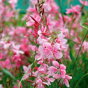 Prachtkaars (Gaura lindheimeri 'Rosy White')