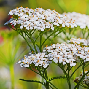 Duizendblad (Achillea millefolium)