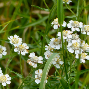 Wilde bertram (Achillea ptarmica)