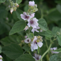 Echte Heemst (Althaea officinalis)