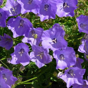 Karpatenklokje (Campanula carpatica)