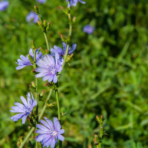 Wilde cichorei (Cichorium intybus)