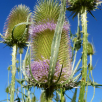 Wilde Kaardebol (Dipsacus fullonum)