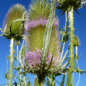 Wilde Kaardebol (Dipsacus fullonum)