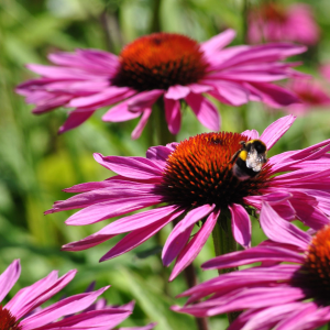 Zonnehoed (Echinacea purpurea)