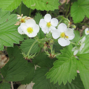 Grote bosaardbei (Fragaria moschata)