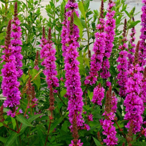 Kattenstaart (Lythrum salicaria)