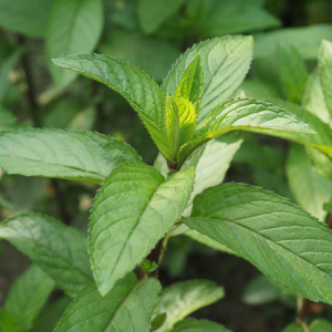 Pepermunt (Mentha piperita)