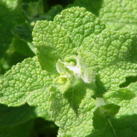 Wollige munt (Mentha rotundifolia)