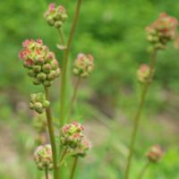 Kleine pimpernel (Poterium sanguisorba)