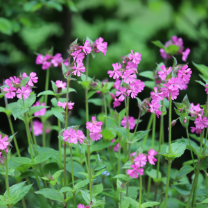 Dagkoekoeksbloem (Silene dioica)