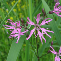 Koekoeksbloem (Silene flos-cuculi)