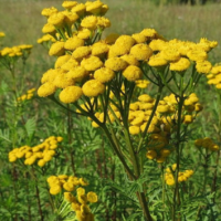 Boerenwormkruid (Tanacetum vulgare)