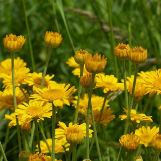 Inheemse planten