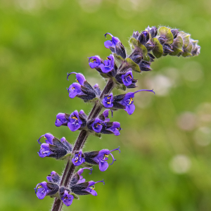 Kleinbloemige salie (Salvia verbenaca)