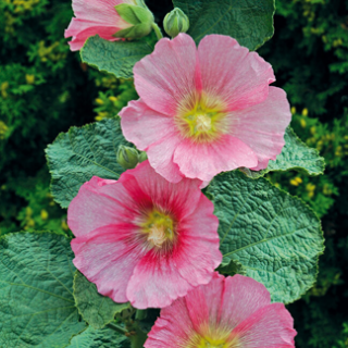 Tweejarige planten