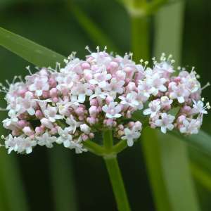 Echte valeriaan (Valeriana officinalis)