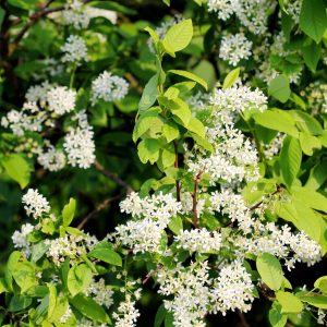 Vogelkers (Prunus padus)