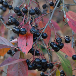 Appelbes (Aronia melanocarpa)