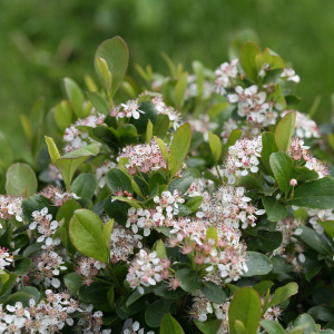 Appelbes (Aronia melanocarpa) - Afbeelding 2