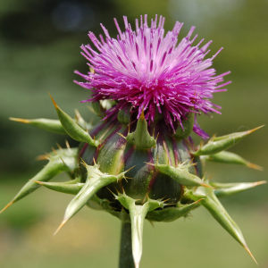 Mariadistel (Silybum marianum)