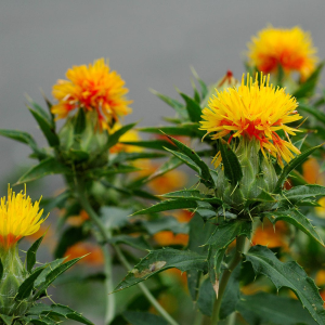 Saffloer (Carthamus tinctorius)