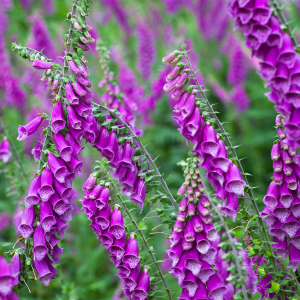 Vingerhoedskruid (Digitalis purpurea)