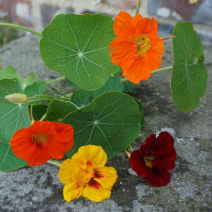 Oost-Indische kers (Tropaeolum majus nasturtium ‘Double gleam’)