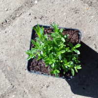 Steenanjer (Dianthus deltoides) - Afbeelding 2