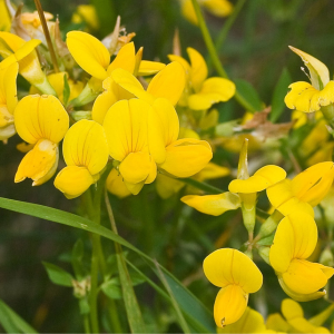 Rolklaver (Lotus corniculatus)