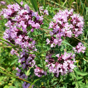 Wilde marjolein (Origanum vulgare)