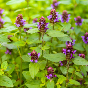 Bijenkorfje (Prunella vulgaris)