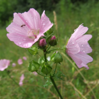 Muskuskaasjeskruid (Malva moschata)