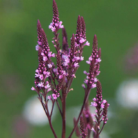 Ijzerhard (Verbena hastata rosea)