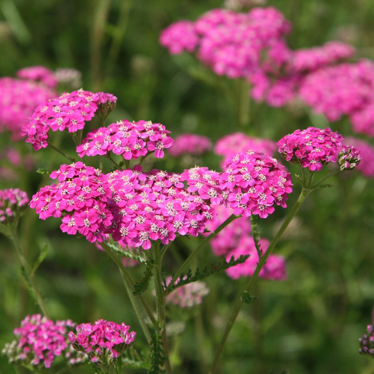 Achillea millefolium 'Cerise queen'