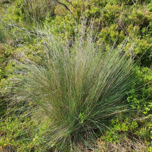 Beemdgras (Poa labillardierei)