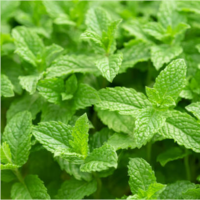 Aarmunt (Mentha viridis)