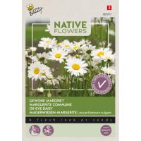 ZADENZAKJE Gewone margriet (Leucanthemum vulgare)