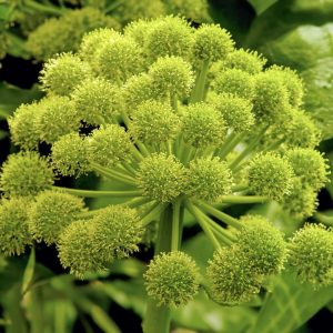 Grote Engelwortel (Angelica archangelica)