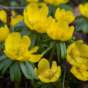 Winterakoniet (Eranthis hyemalis)