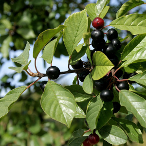 Vuilboom (Frangula alnus)