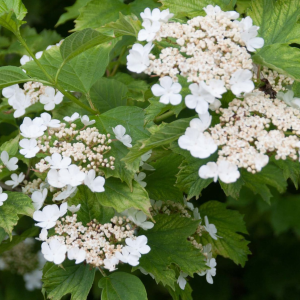 Gelderse roos (Viburnum opulus)