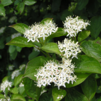 Rode kornoelje (Cornus sanguinea)