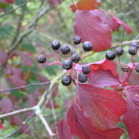 Rode kornoelje (Cornus sanguinea) - Afbeelding 2