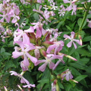 Zeepkruid (Saponaria officinalis)