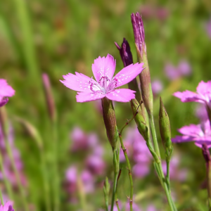 Steenanjer (Dianthus deltoides)