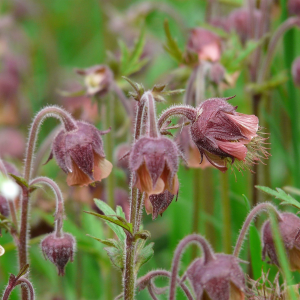 Knikkend nagelkruid (Geum rivale)