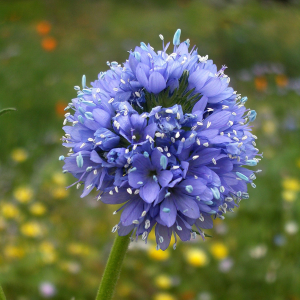 Vogeloogjes (Gilia capitata)