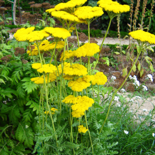 Achillea filipendulina