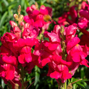 Leeuwenbek (Antirrhinum majus maximum 'Ruby red')